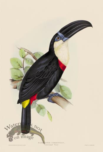 Lemon Rumped Toucan